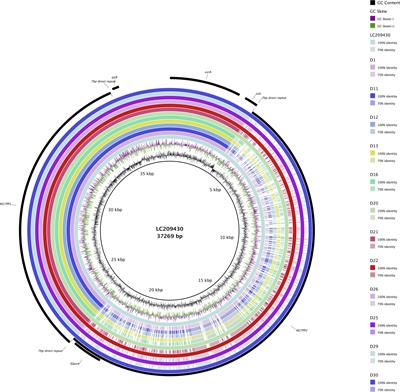 Whole-Genome Sequencing of Extended-Spectrum Beta-Lactamase-Producing Escherichia coli From Human Infections in Finland Revealed Isolates Belonging to Internationally Successful ST131-C1-M27 Subclade but Distinct From Non-human Sources